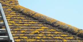 Weybridge roof before cleaning and moss removal